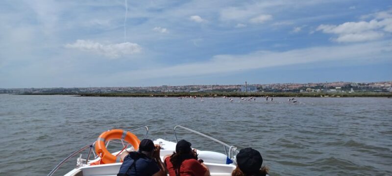 Lisbon: Tagus Estuary Nature Reserve Birdwatching Boat Tour - Departure and Meeting Points in Lisbon