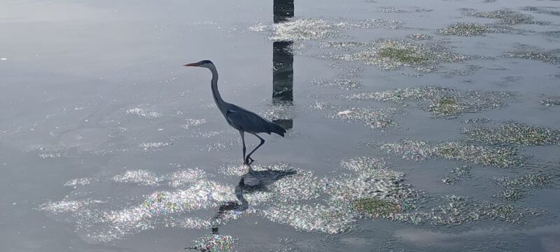 Lisbon: Tagus Estuary Nature Reserve Birdwatching Boat Tour - The Best Times for Birdwatching in the Estuary