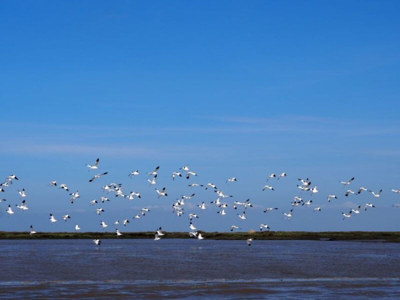 Lisbon: Tagus Estuary Nature Reserve Birdwatching Boat Tour - Overall Value and Suitability