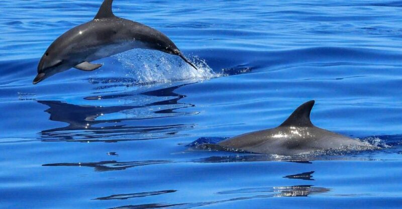 Lisbon: Tagus River Cruise to the Ocean & Dolphin Watching - The Route: From Lisbon’s Historic Waterfront to the Atlantic