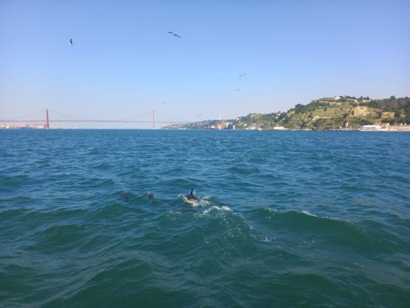 Lisbon: Tagus River Cruise to the Ocean & Dolphin Watching - The Search for Dolphins: Success and Challenges