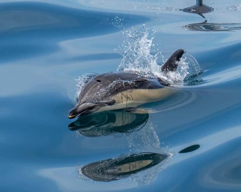 Lisbon: Tagus River Marine Wildlife Speedboating Adventure - Key Points