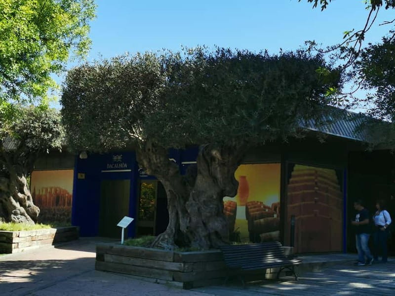 Lisbon to Wine Tasting Setubal, Two Cellars, Half Day Tour - Exploring the Wineries of Jose Maria da Fonseca and Bacalhoa