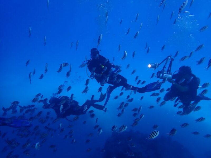 Lisbon: Try Dive in Arrábida Marine Reserve Setubal Sesimbra - The Guided Dive Among Reefs and Coral Gardens