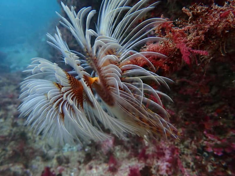 Lisbon: Try Scuba Diving in Arrábida Marine Reserve w/photos - Key Points