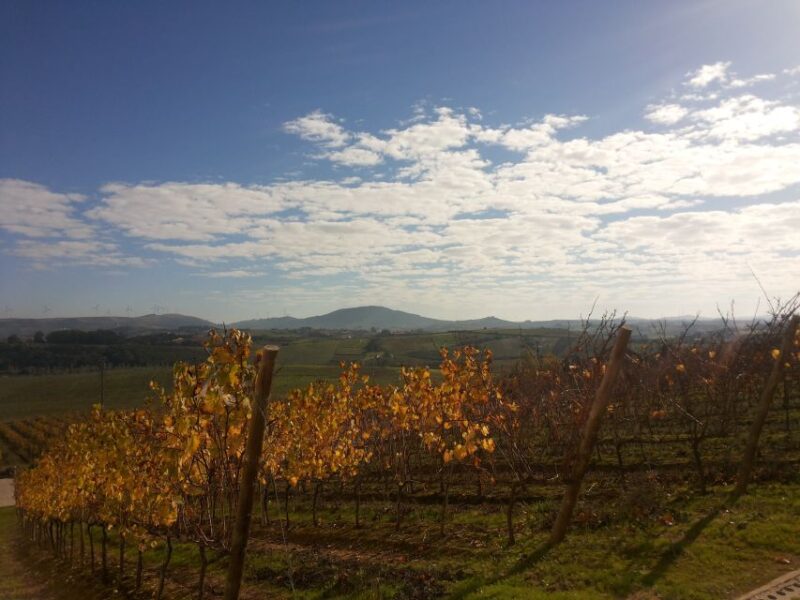 Lisbon Wine Tasting Private Tour - What Sets This Tour Apart from Other Wine Experiences