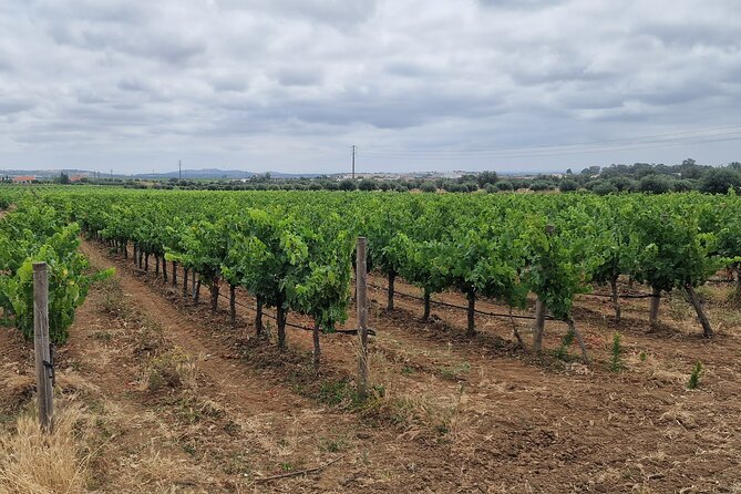Lisbon Wine Tour: Azeitao, Setubal and Arrabida and Hotel Pickup - Delicious Regional Lunch Break