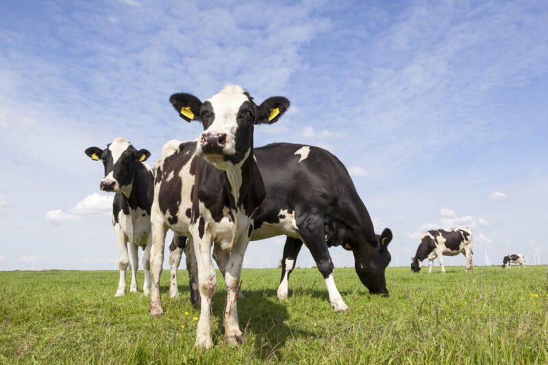 Lisse: Drive-it-Yourself Dutch Countryside GPS Audio Tour - Comparing This Experience with Similar Tours