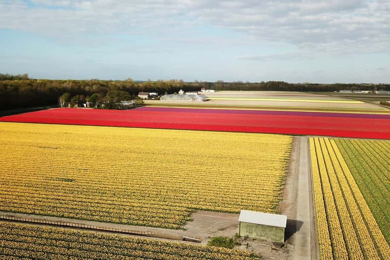 Lisse: Self-Guided Tulip Fields GPS Audio Tour - Explore Tulip Fields at Your Own Pace in a Fully Electric Renault Twizy