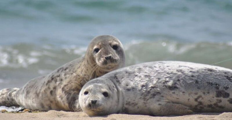 List/Sylt: Guided Seal-Watching Cruise on a Rustic Boat - Discover Marine Wildlife on a Rustic Seal-Watching Cruise from List
