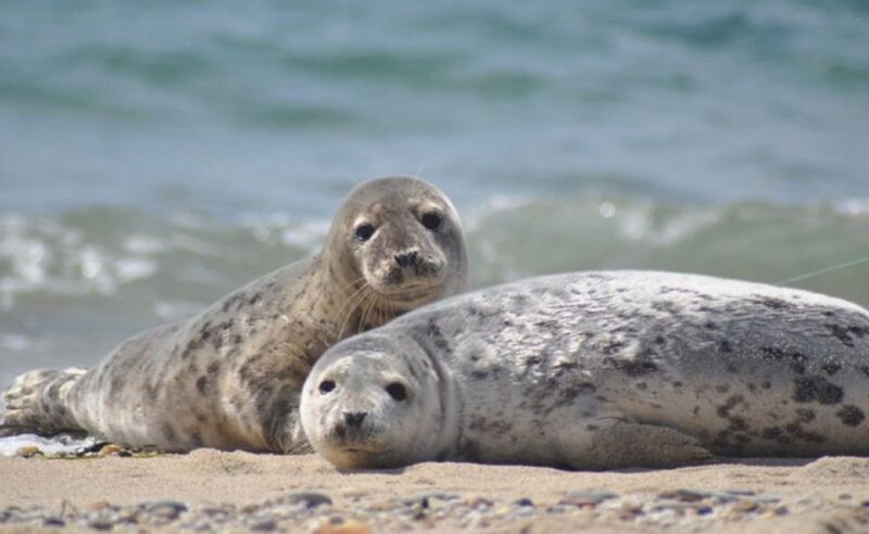 List/Sylt: Guided Seal-Watching Cruise on a Rustic Boat - Inside the Historic Vessels: Gret Palucca and Rosa Paluka