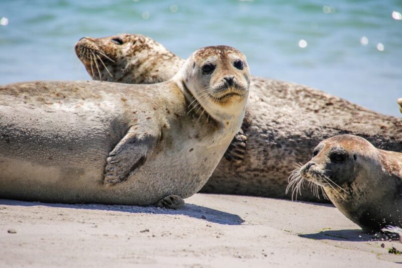 List/Sylt: Guided Seal-Watching Cruise on a Rustic Boat - Reviews and Feedback Highlights
