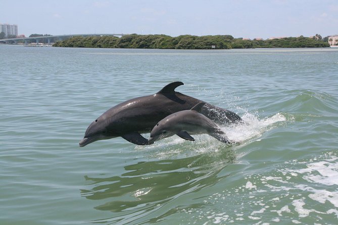 Little Toot Dolphin Adventure at Clearwater Beach - Discover the Little Toot Dolphin Adventure at Clearwater Beach