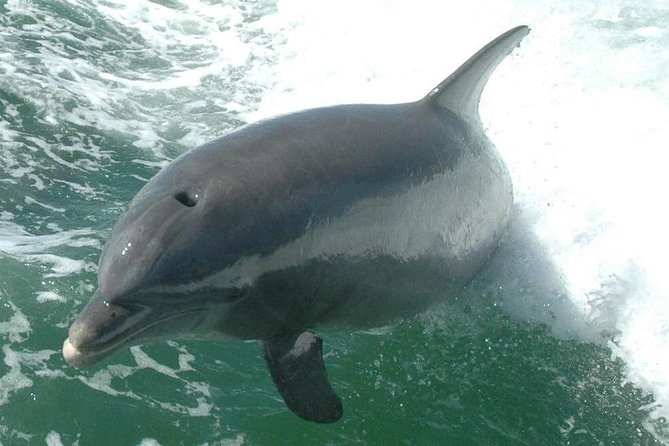 Little Toot Dolphin Adventure at Clearwater Beach - The Thrill of Dolphin Sightings