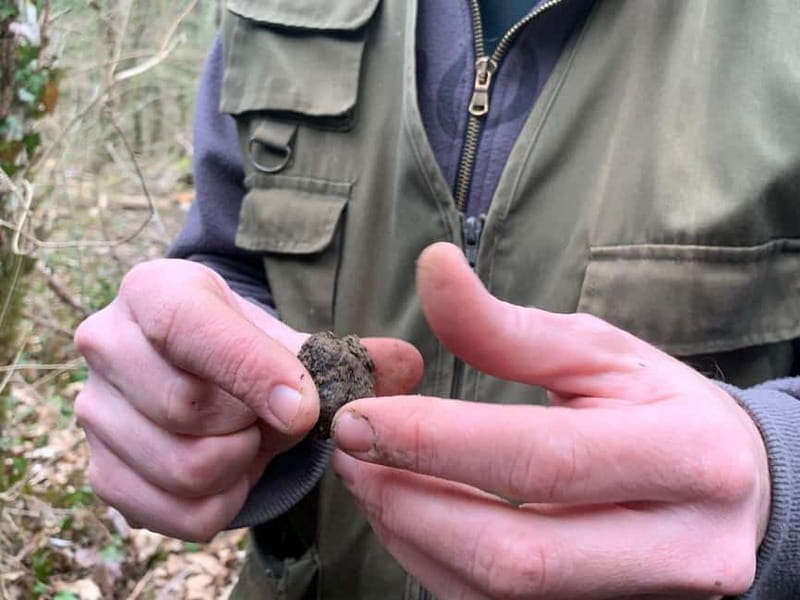 Livade: Guided Truffle Hunting Walking Tour - Meet Nikola Tarandek: The Truffle Hunter with a Story