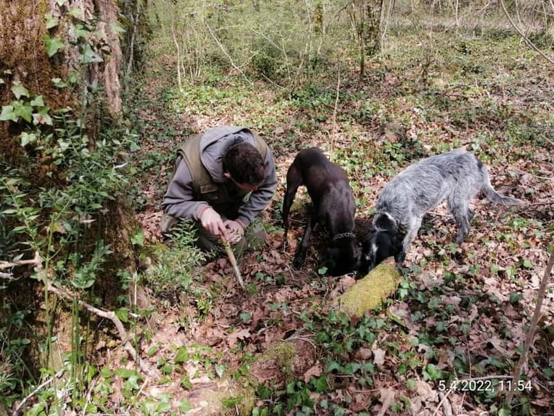 Livade: Guided Truffle Hunting Walking Tour - Practical Details and Logistics