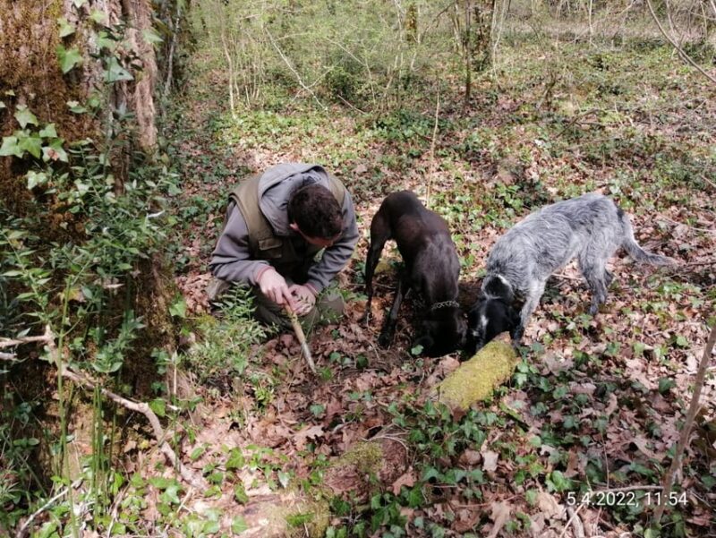 Livade: Guided Truffle Hunting Walking Tour - Who Will Appreciate This Tour the Most?