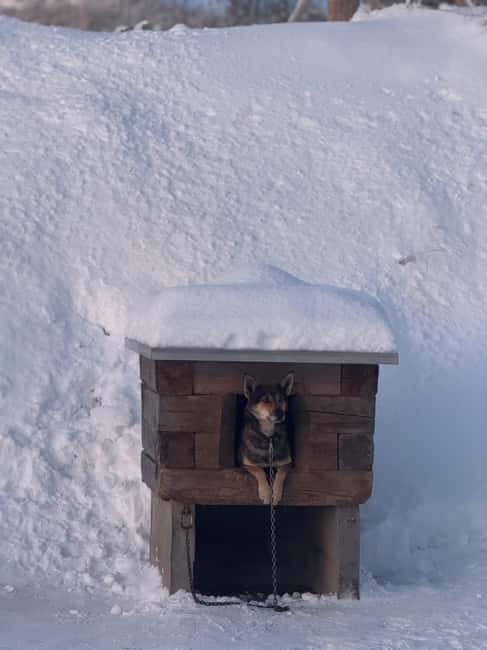 Ljørdalen - Trysil: Guided Dog Sledding Tour with lunch - The Starting Point at Skårvegen 1023