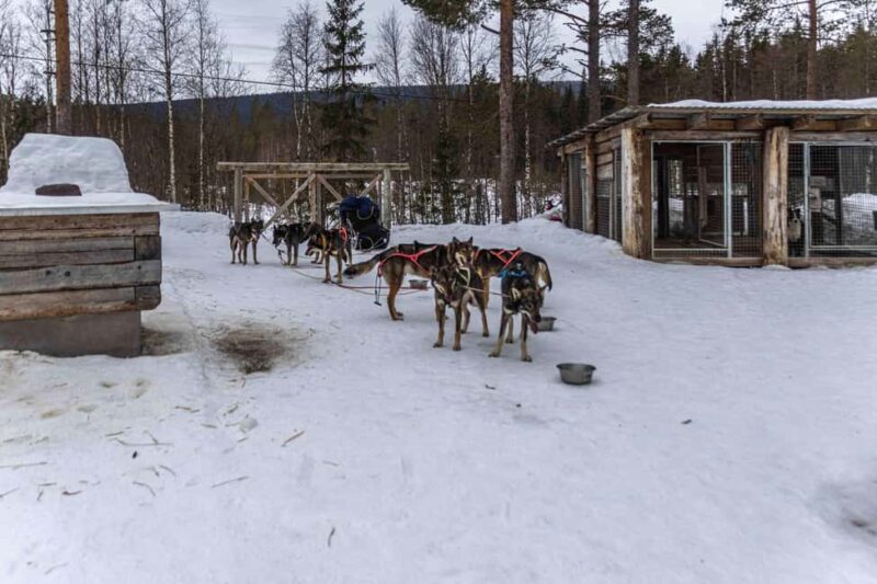 Ljørdalen - Trysil: Guided Dog Sledding Tour with lunch - Sledding Experience and Scenic Highlights