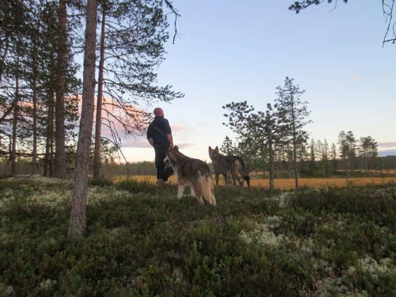 Ljørdalen - Trysil: Husky Hike with Campfire and lunch! - Ljørdalen - Trysil: Husky Hike with Campfire and Lunch