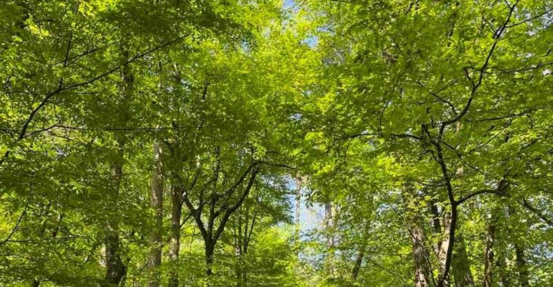 Ljubljana: Green tour and forrest personal experience - Ljubljana’s Green Tour: Forest Therapy for Well-Being