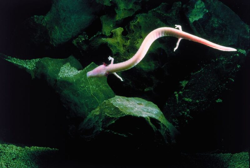 Ljubljana: Postojna Cave & Predjama Castle Tickets and Tour - Predjama Castle: A Medieval Fortress Built into a Cliff