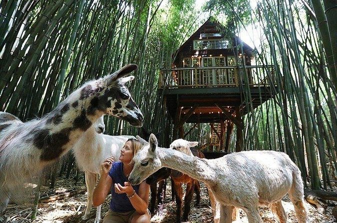 Llama, Alpaca, Guanaco Experience - Key Points