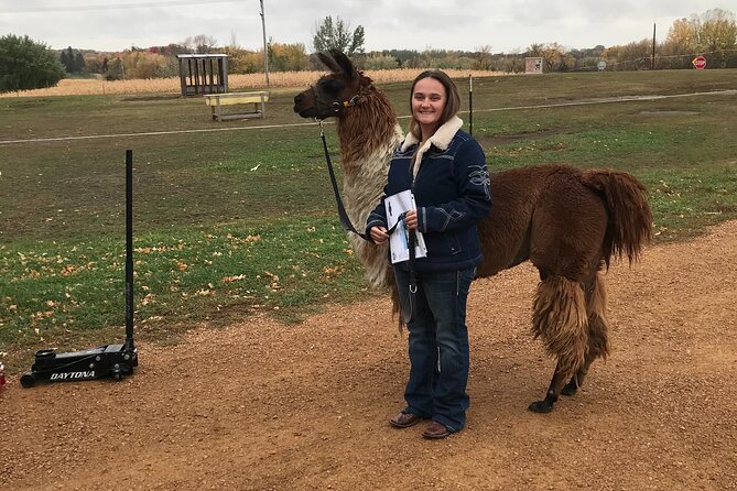 Llama Encounter - The Setting: Scenic Montana Ranch with Mountain Backdrop