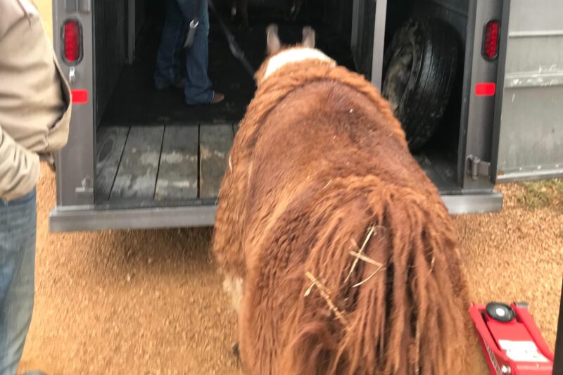 Llama Encounter - Meeting Point and Tour Timing Details