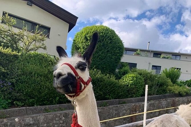 Llama hike through the wonderful Liechtenstein mountains - A Tour That Appeals to Animal Lovers and Families