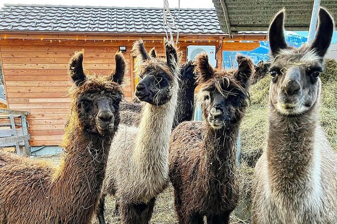 Llama hike through the wonderful Liechtenstein mountains - Value for Money and Overall Impression