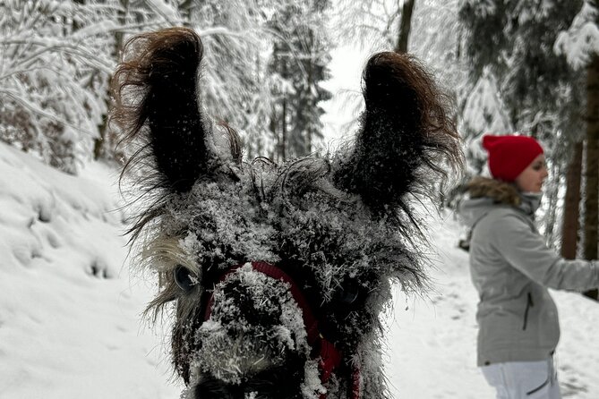 Llama hike with homemade, traditional cheese fondue - The Culinary Highlight: Homemade Cheese Fondue