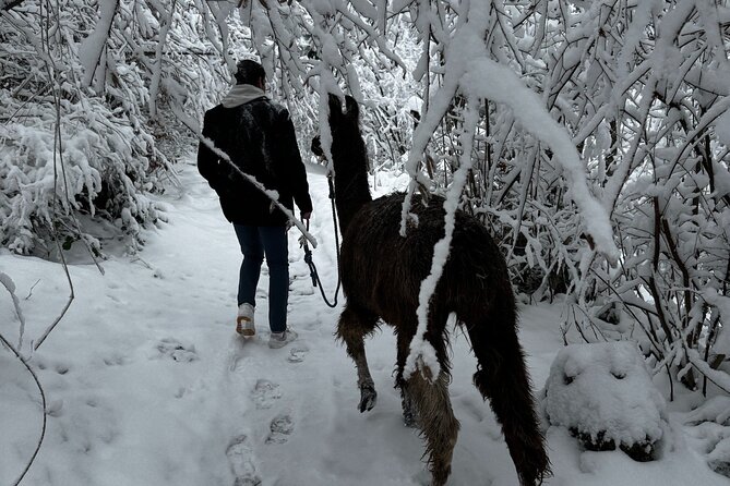 Llama hike with homemade, traditional cheese fondue - What Sets This Tour Apart: Llamas and Local Cuisine Combined