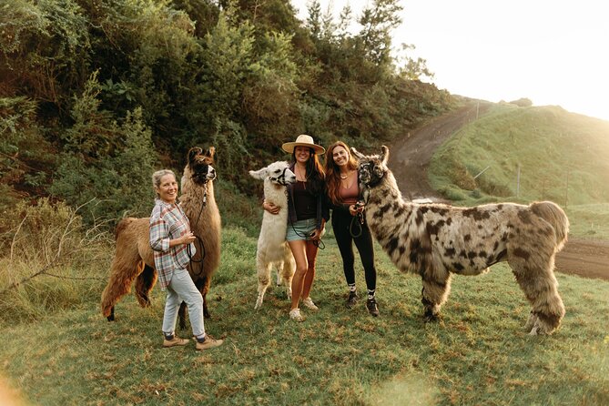 Llama Sunset Hike - Meeting Point and Tour Schedule