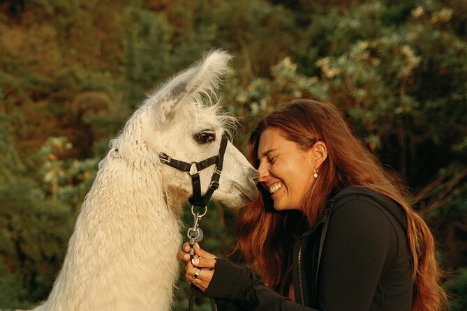 Llama Sunset Hike - The Unique Appeal of Walking Llamas at Sunset