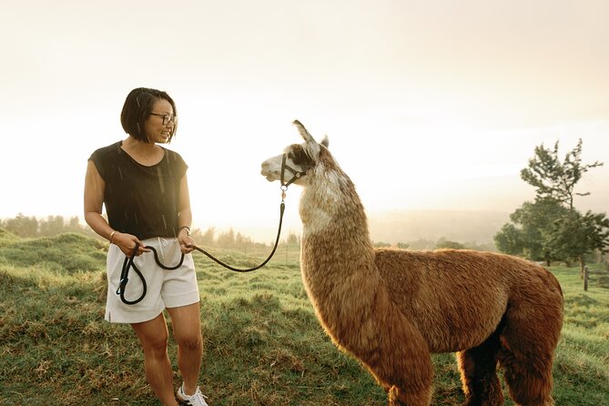 Llama Sunset Hike - The Experience Provider: Maluhia Llamas