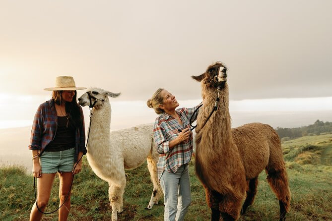 Llama Sunset Hike - Frequently Asked Questions