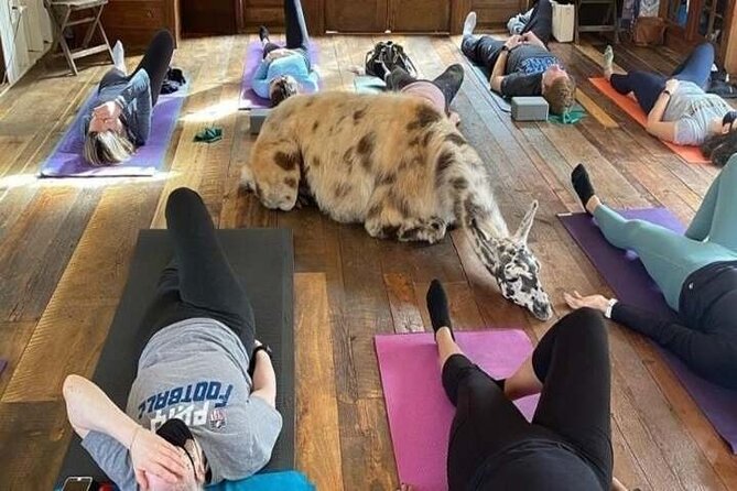 Llama Yoga - Unique Llama Yoga Experience in Atlanta for $60