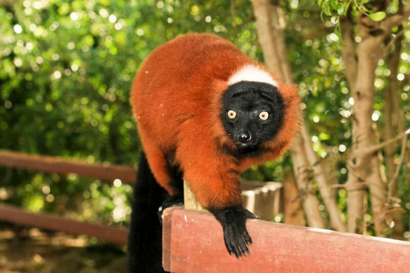 Lloc de Menorca Animal Park: Wildlife & Nature Experience - Encountering Lemurs in Open Enclosures