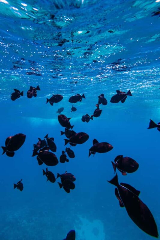 Lna'i Coast Snorkel & Sail from Lahaina - Snorkeling at Lna’i’s Vibrant Coral Reefs