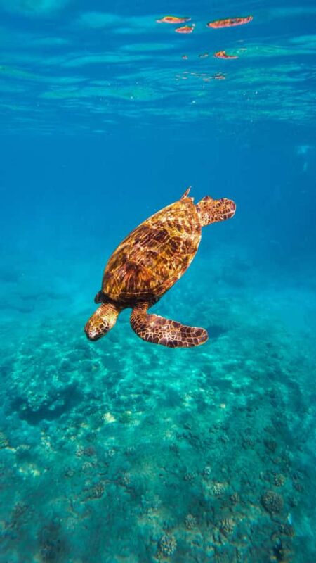 Lna'i Coast Snorkel & Sail from Lahaina - Food and Drinks Included in the Tour