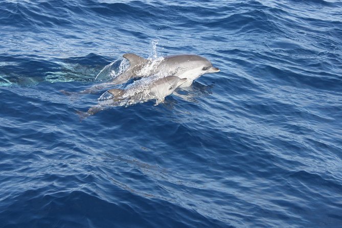 Lobos Island - The dolphin route - Important Logistics and Group Size