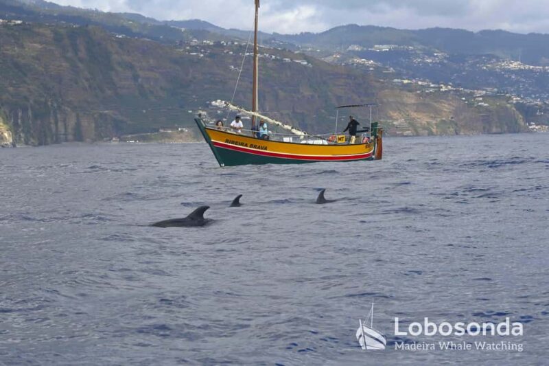 Lobosonda Ribeira Brava whale watching tour - Setting out on a Traditional Wooden Fishing Boat