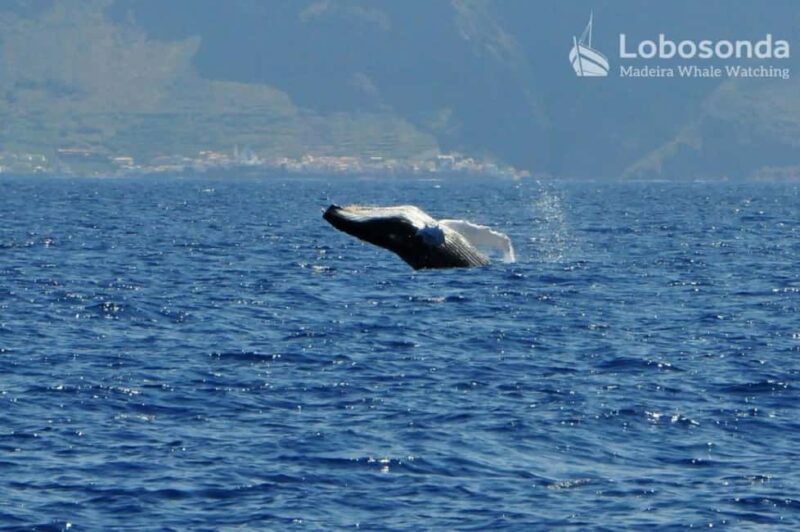 Lobosonda Ribeira Brava whale watching tour - The Experience with Certified Guides