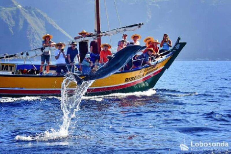 Lobosonda Ribeira Brava whale watching tour - What Wildlife Might You See?