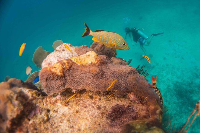 Local Dive in Playa del Carmen - The Conservation Project and Environmental Focus