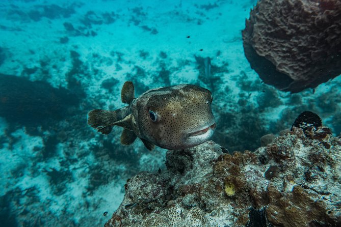 Local Dive in Playa del Carmen - Equipment and Additional Costs