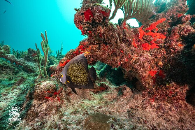 Local Dive in Playa del Carmen - Dive Spot Selection and Safety Considerations