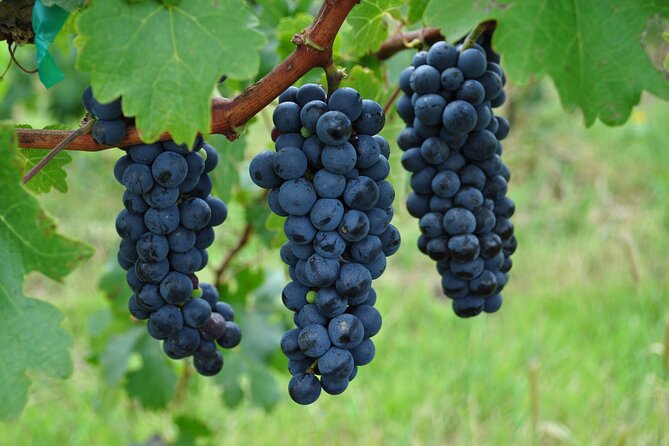 Local Vineyard Tour & Wine Tasting at the Independence Valley - Food and Wine Pairings at Tres Raices