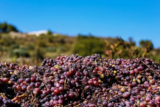 Local Wineries Tour with Wine Testing from Paphos - Tasting at Mastros: More Than Just a Winery